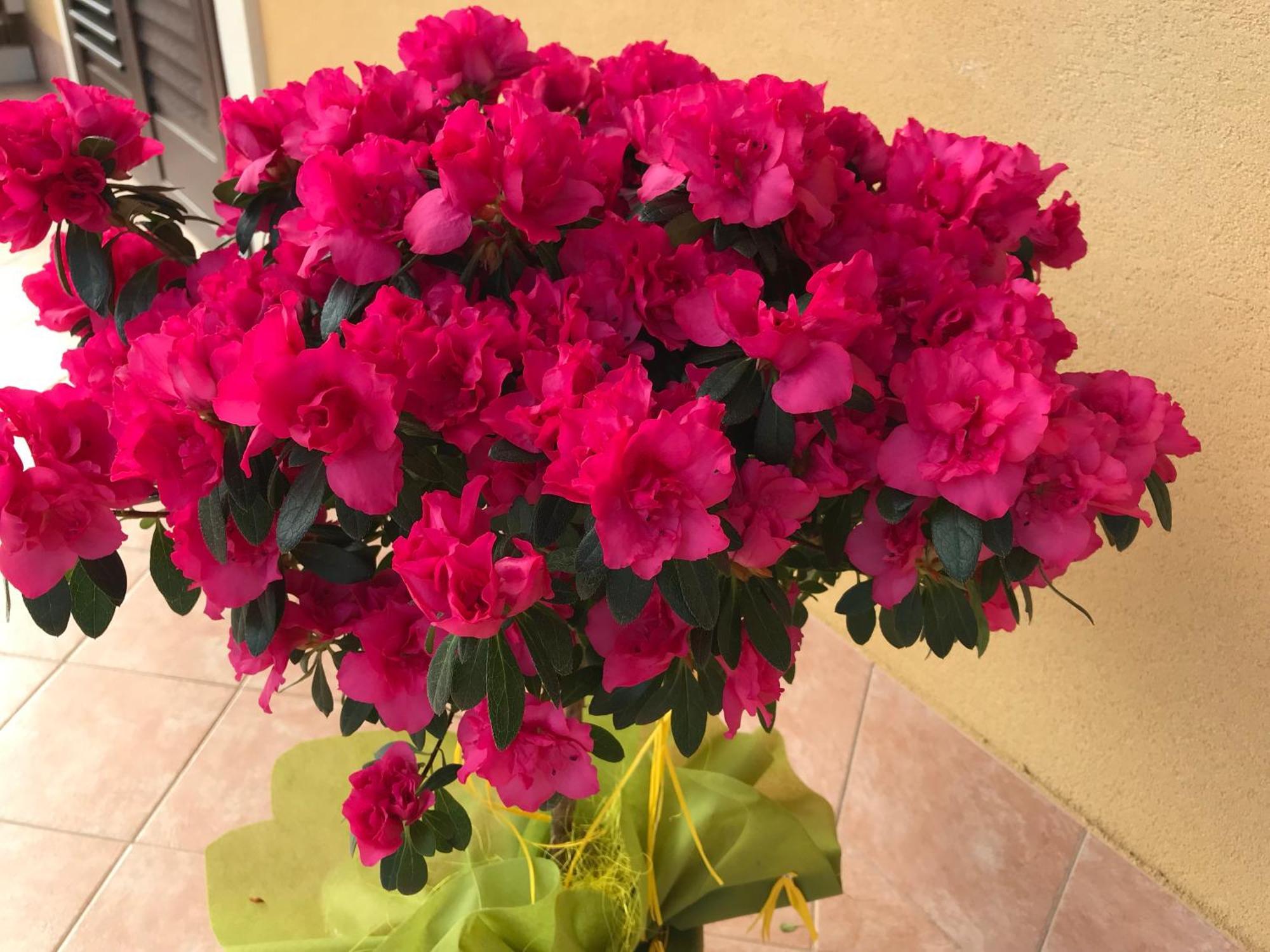 אסראלה Adriana Casa Vacanze Mare Etna Sicilia מראה חיצוני תמונה